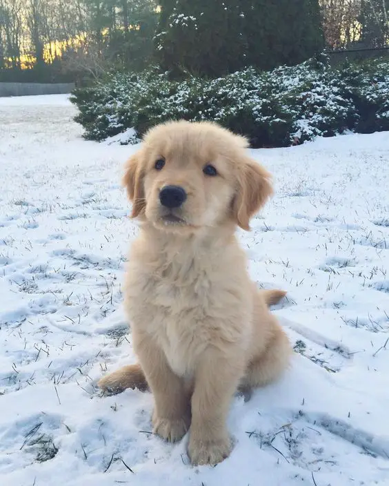Golden Retriever puppy sitting on a snow outdoors