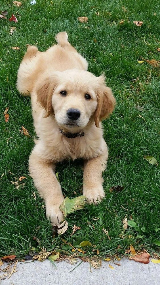 Golden Retriever puppy lying on the green grass