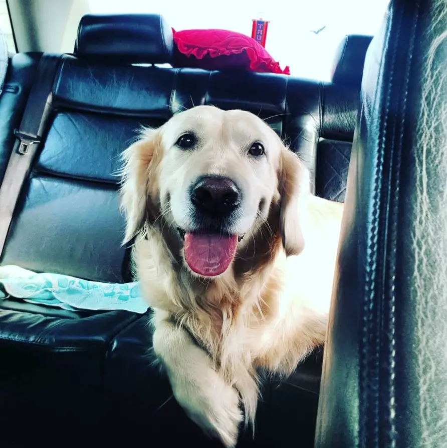 smiling Golden Retriever while lying on the backseat of the car