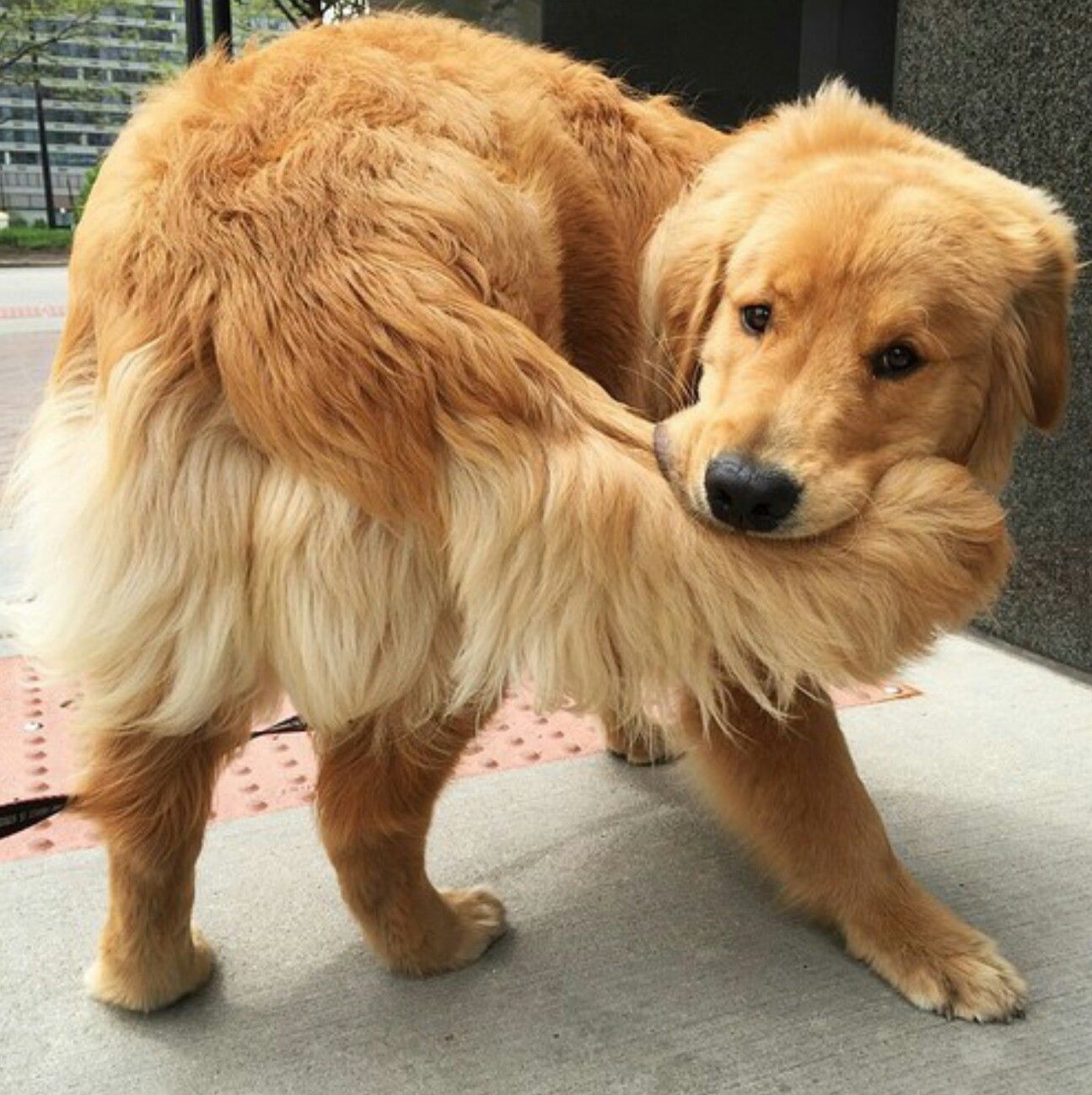 Golden Retriever biting its own tail