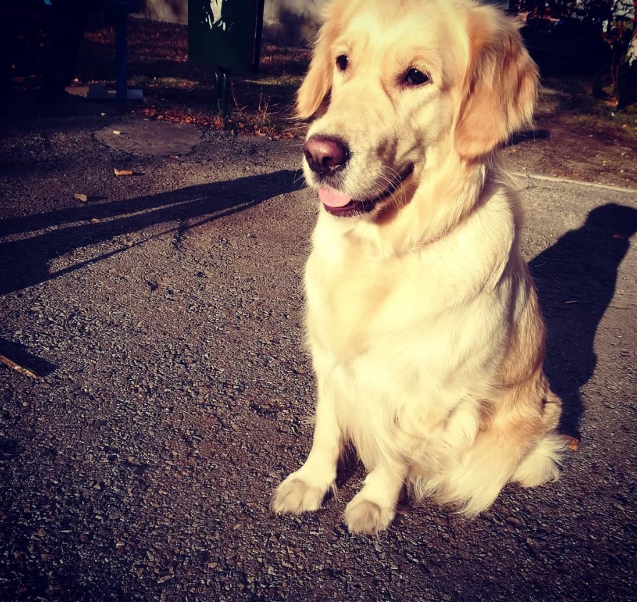 Golden Retriever sitting on the floor under the sun