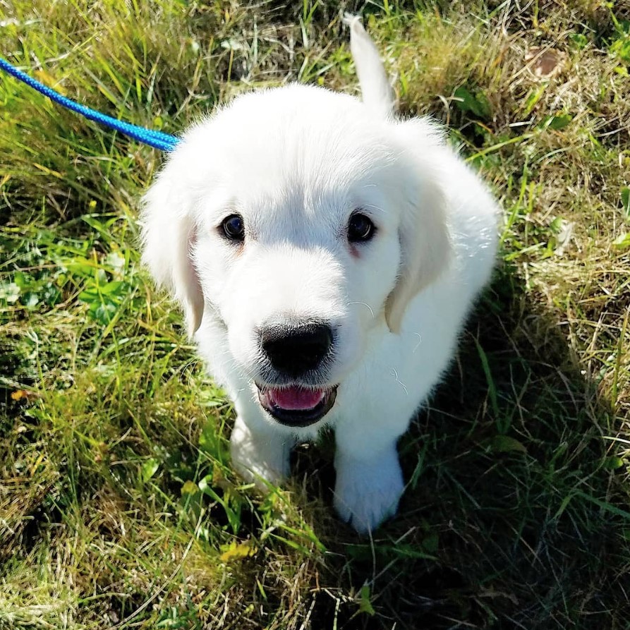 white Golden Retriever puppy sitting on the green grass