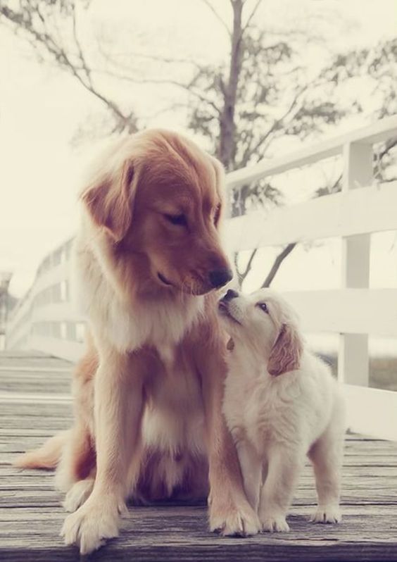 Golden Retriever puppy looking up at a Golden Retriever adult