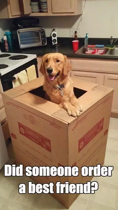 Golden Retriever inside the large box photo with a text 
