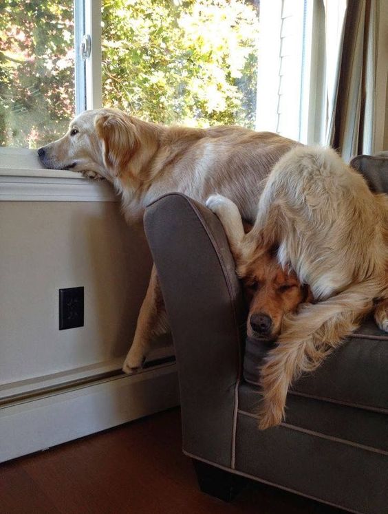 Golden Retriever sitting on the couch on top of another dog with its head resting by the window