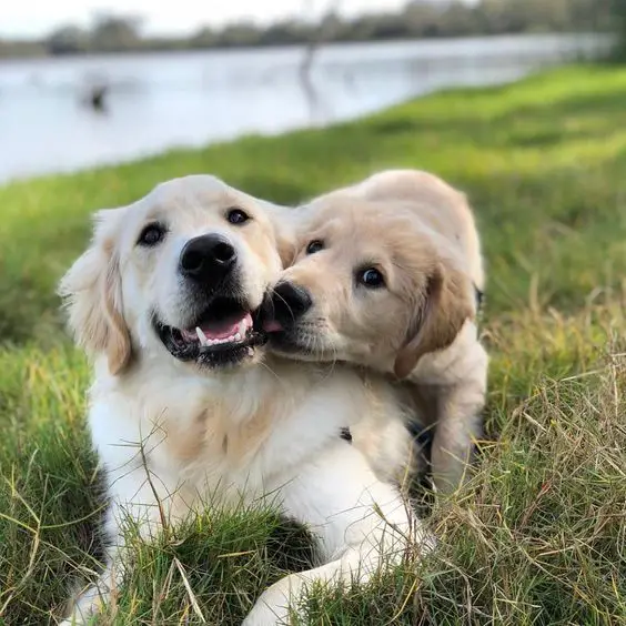 two Golden Retrievers lying on the green grass by the lake