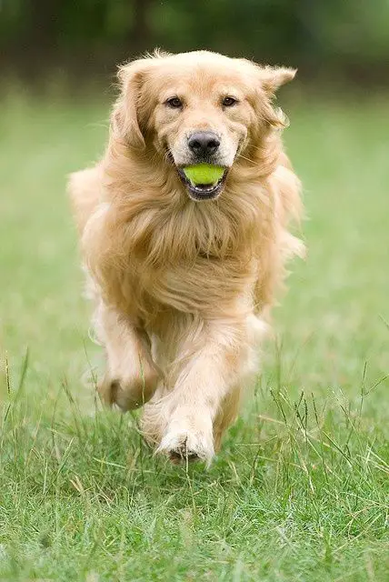 A Golden Retriever with a ball in its mouth while running in the field
