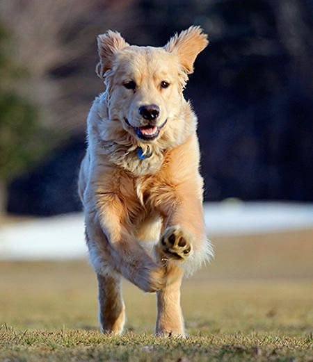 A Golden Retriever running at the park