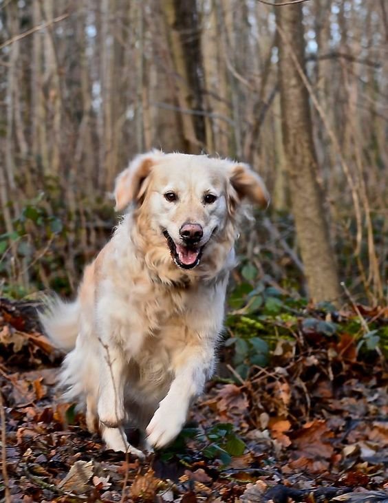 A Golden Retriever running in the forest