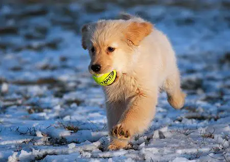 A Golden Retriever puppy with a ball in its mouth while running in snow
