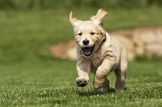 A Golden Retriever puppy running at the park