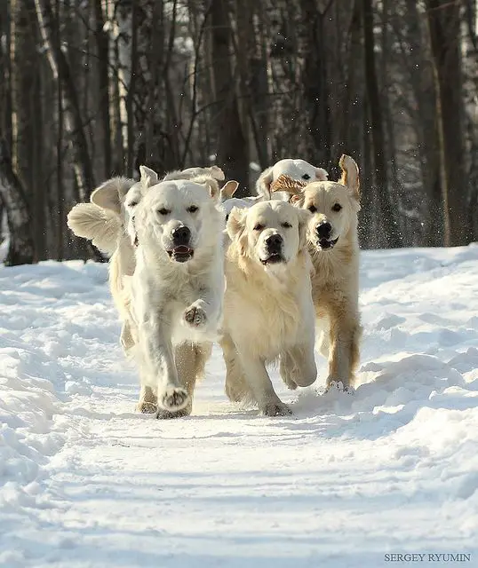Golden Retrievers running in the forest on a winter season