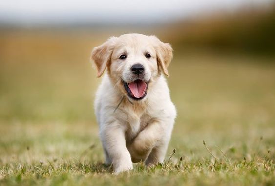 A Golden Retriever puppy running in the field while smiling