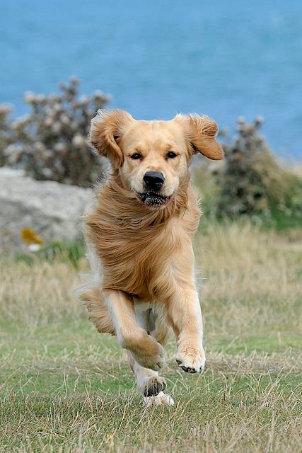 A Golden Retriever running in the field by the ocean