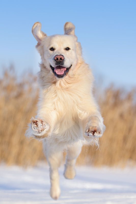 A Golden Retriever running in snow