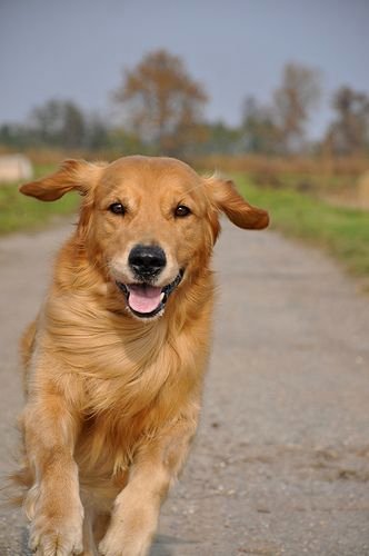 A Golden Retriever running at the park while smiling