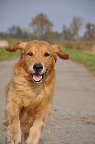 A Golden Retriever running at the park while smiling