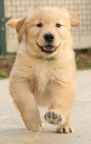 A smiling Golden Retriever running on the pavement