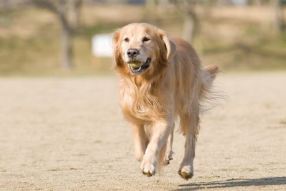 A Golden Retriever running at the park with a ball in its mouth