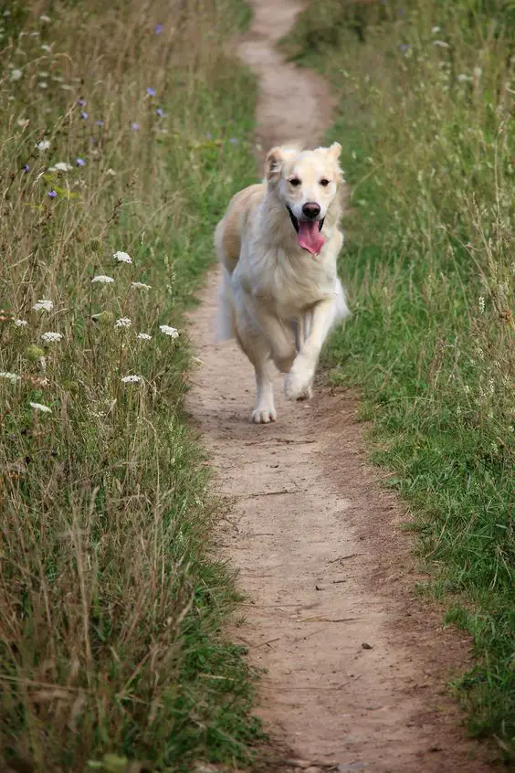 A Golden Retriever running in the field of wildflowers