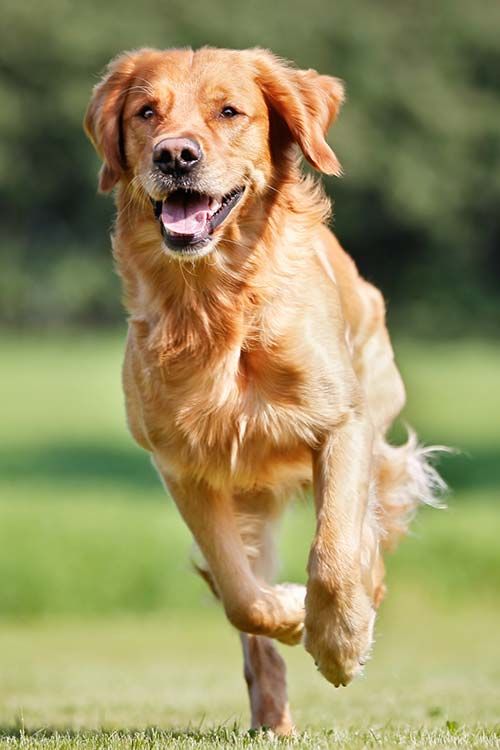 A happy Golden Retriever running in the field