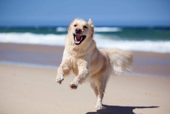 A happy Golden Retriever running at the beach