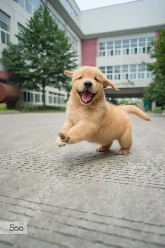 A happy Golden Retriever running on the pavement with a large building behind him
