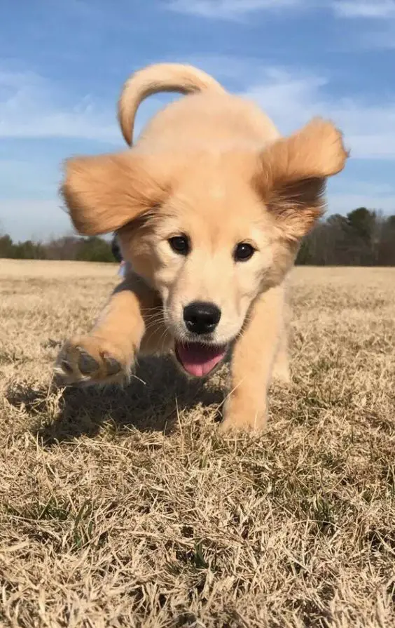 A Golden Retriever puppy running in the field