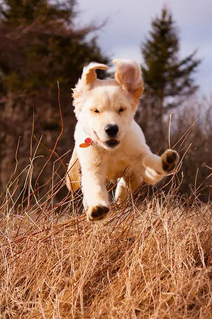 A Golden Retriever puppy running in the forest
