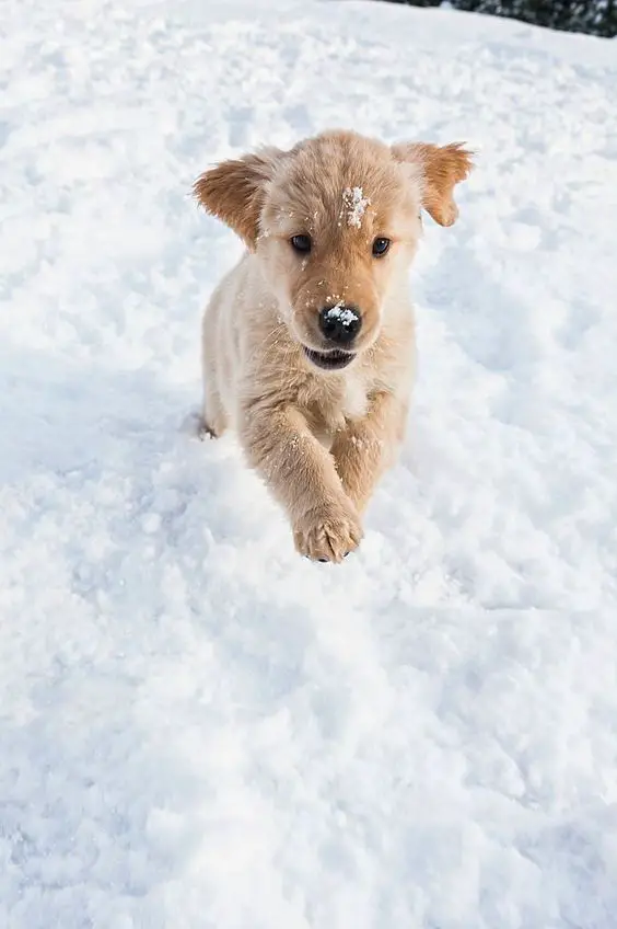 A Golden Retriever puppy running in snow