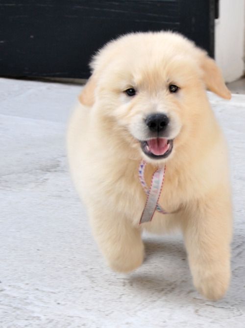 A Golden Retriever puppy running on the carpet