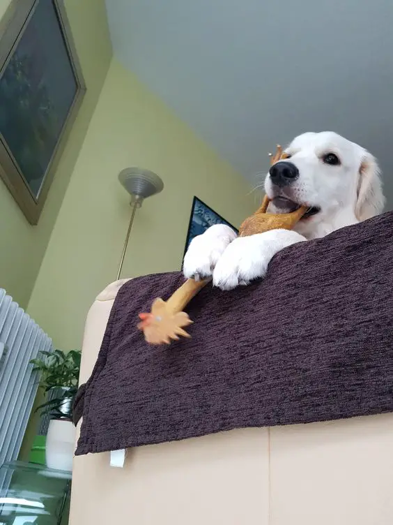 A white Golden Retriever lying on top of the bed while biting its chicken wood toy
