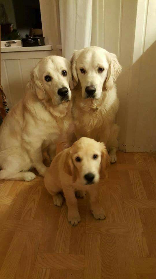 two adult Golden Retrievers sitting behind their puppy with their sad faces