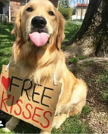 A Golden Retriever sitting under the tree while wearing a free hugs sign around its neck with its tongue sticking out