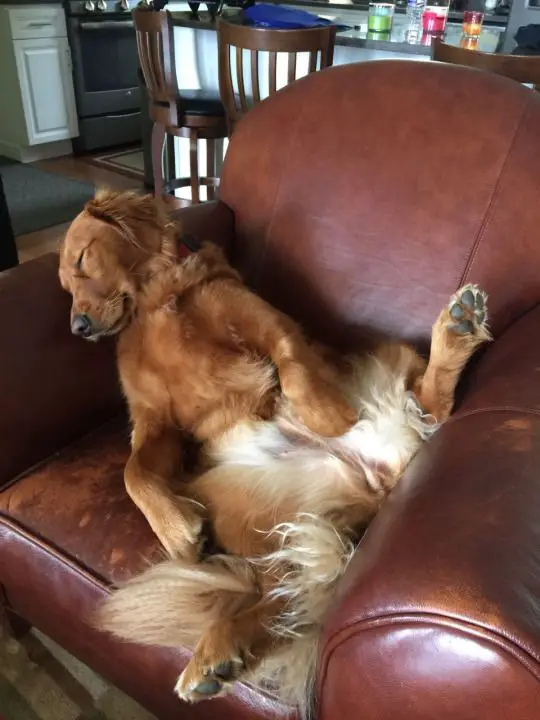 A Golden Retriever sitting on the chair while sleeping