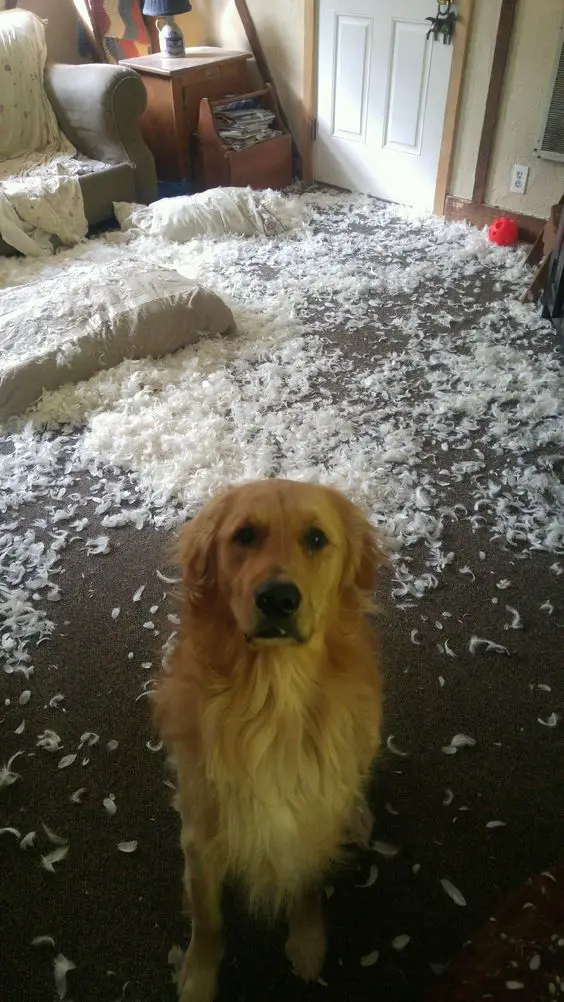 A guilty Golden Retriever sitting on the floor with feather fillers all over the place