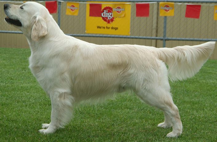 white Golden Retriever with short hair cut