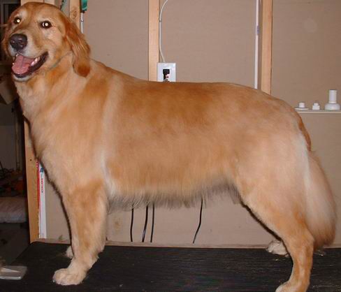 Golden Retriever in short length hair cut