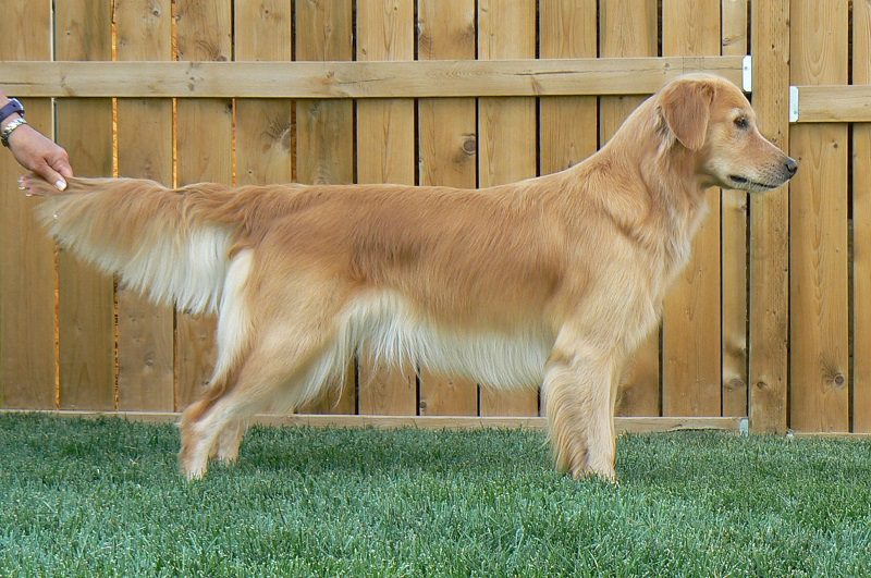 Golden Retriever in medium length haircut