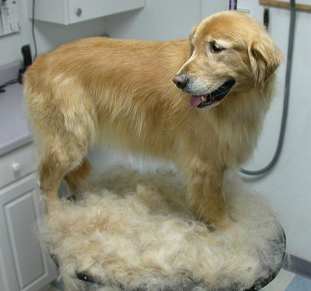Golden Retriever standing on top of the chair in medium length haircut