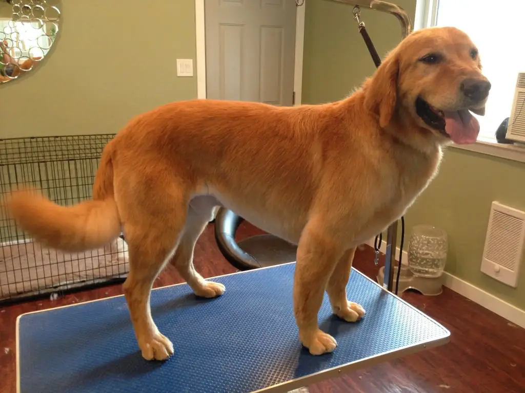 Golden Retriever dog standing on the table fresh from short hair cut