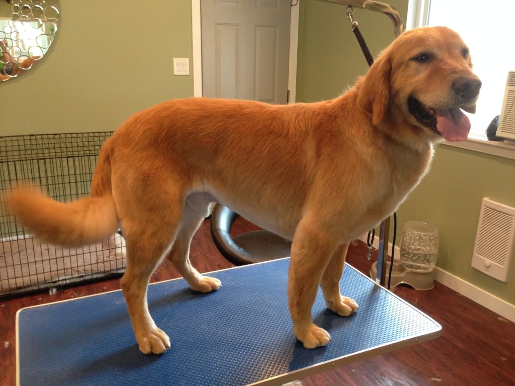 Golden Retriever dog standing on the table fresh from short hair cut