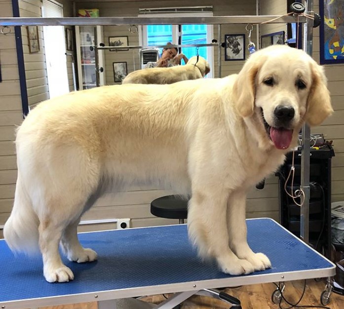 Golden Retriever with flulffy coat