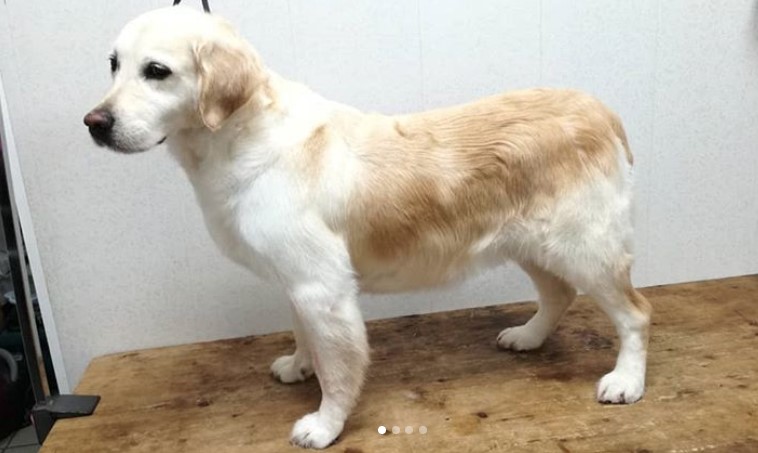 Golden Retriever with fluffy hair