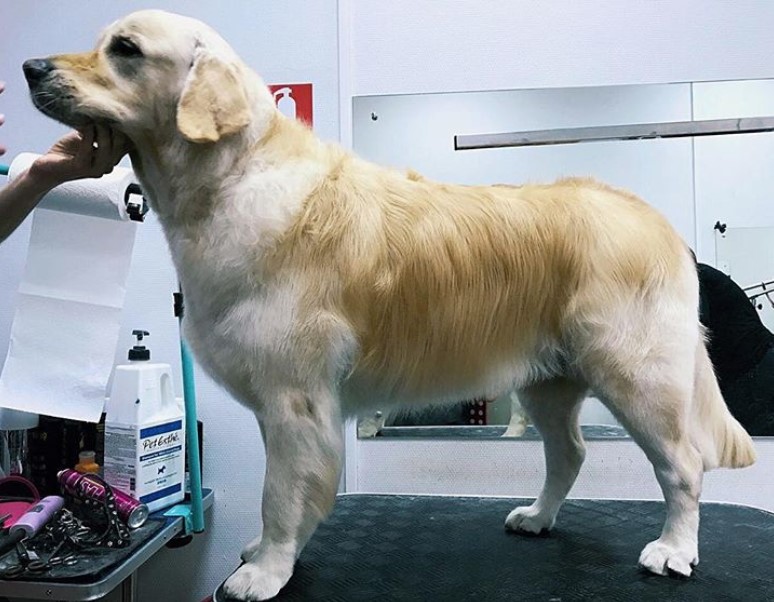 Golden Retriever with short haircut 