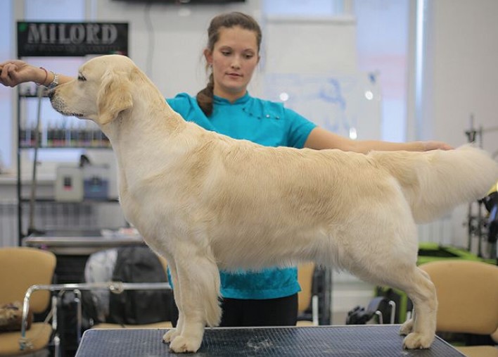 Golden Retriever standing on the table fresh from short haircut