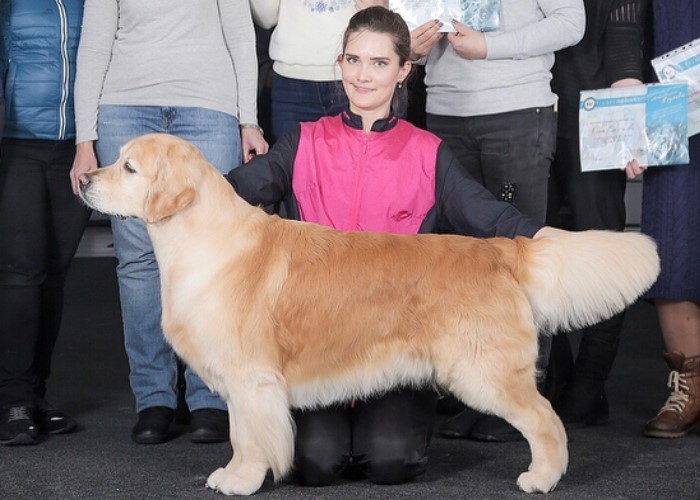 Golden Retriever with medium length haircut