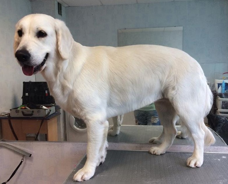 white Golden Retriever in short haircut