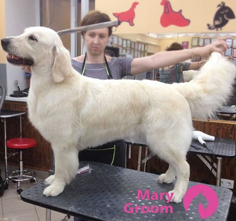 white Golden Retriever in short haircut