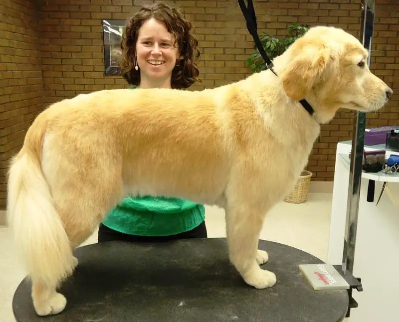Golden Retriever with fluffy coat and long hair on its tails